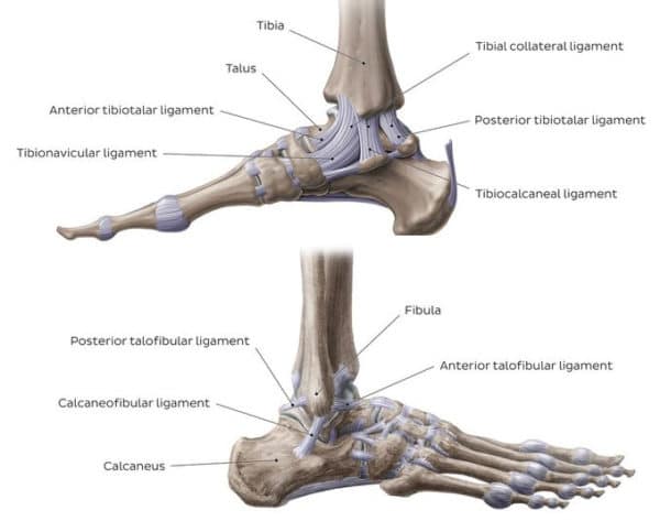 How To Heal Torn Ankle Tendons Naturally And Safely